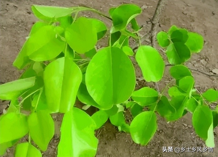 小叶紫檀真假金星辨别视频教程,小叶紫檀苗怎么辨别真假