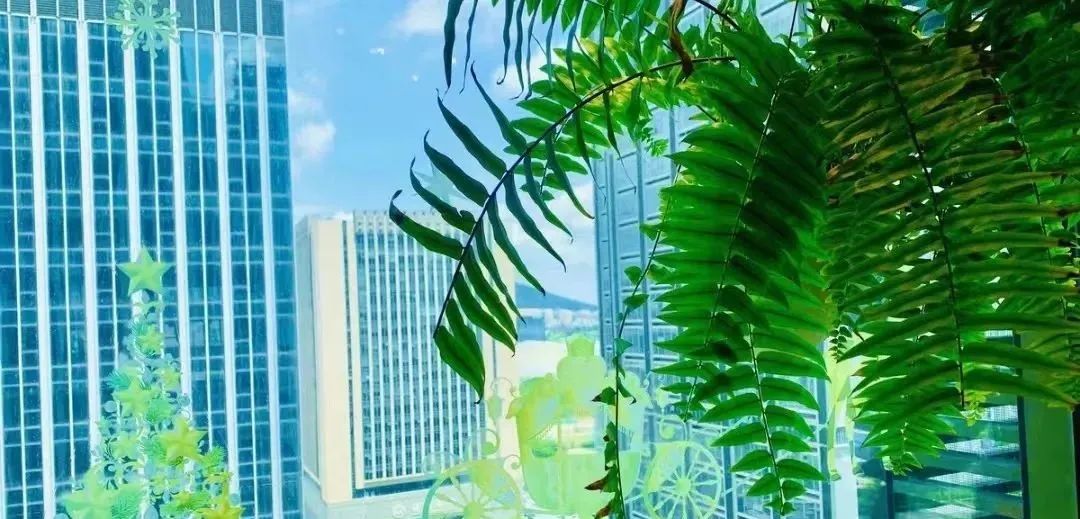 除甲醛最好的10种花,新手养什么花吸甲醛最好