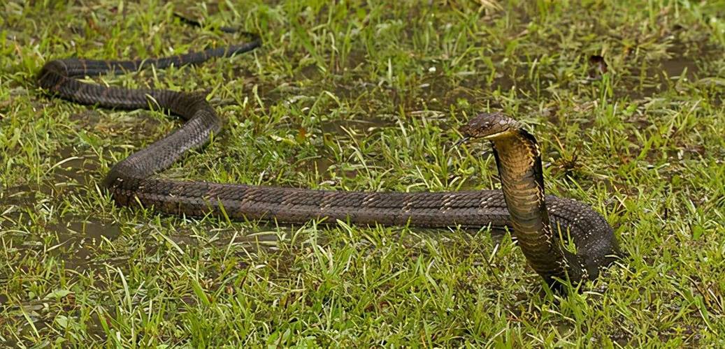 蛇类排名第一的图,蛇类十大排名