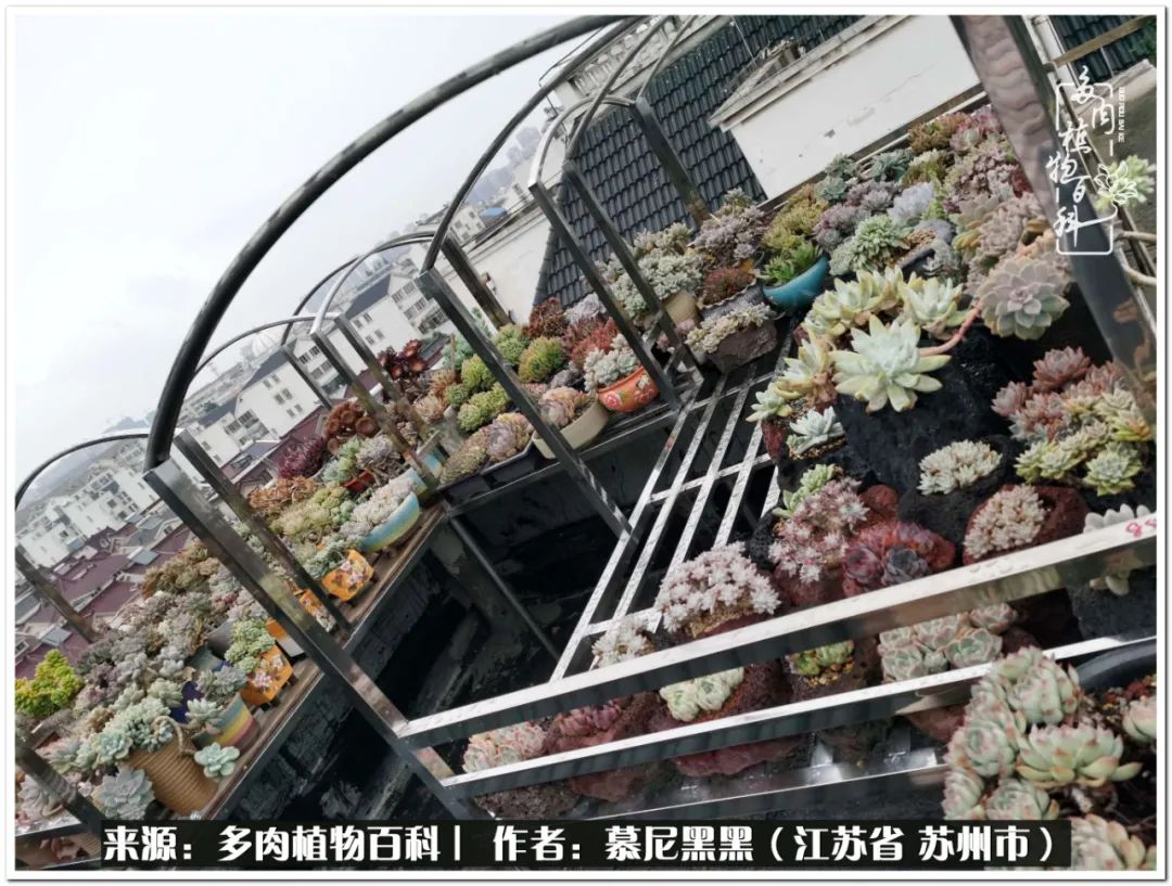 生活需要三分甜,生活需要一半禅意一半烟火