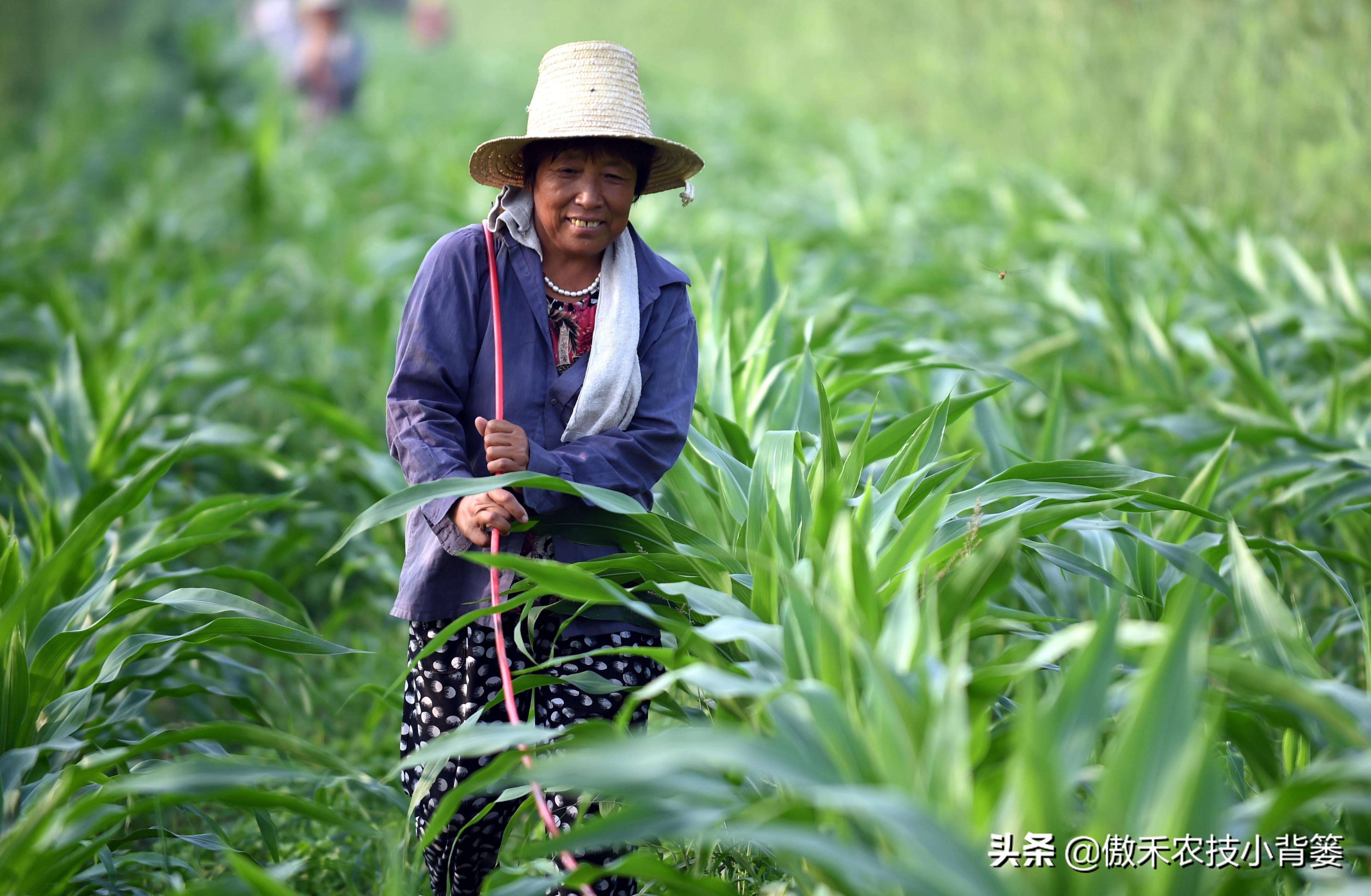 玉米螟虫药什么时候打,防玉米螟什么时间打药合适