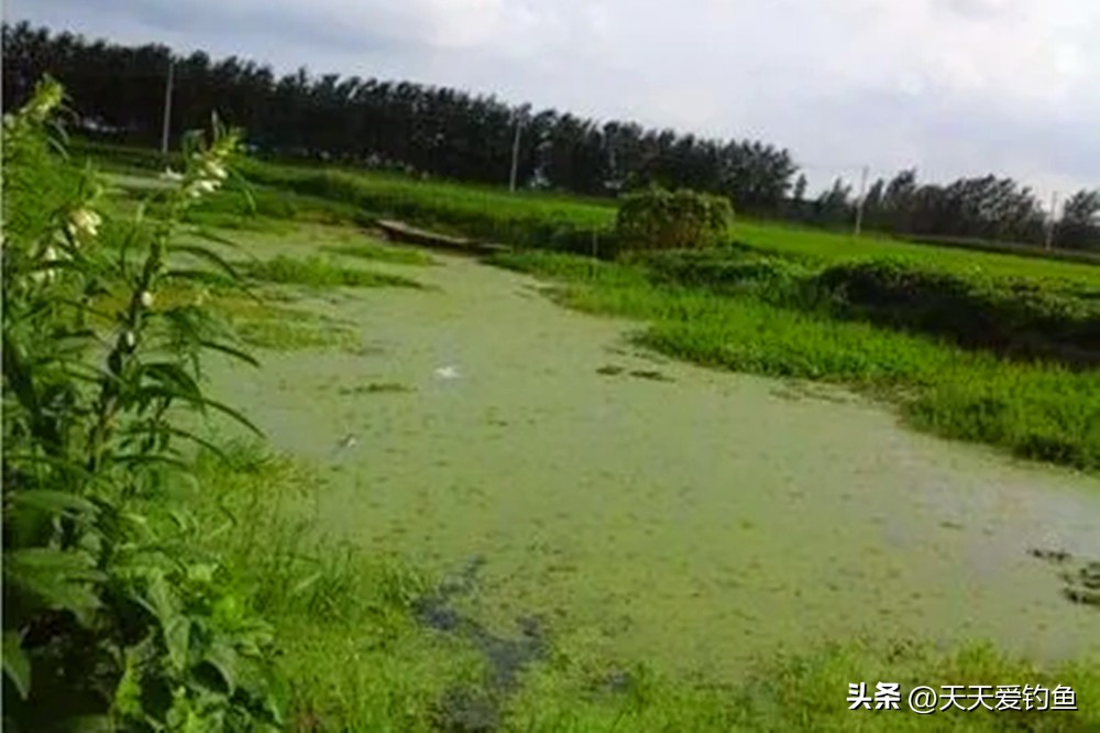 钓黑鱼的方法与技巧用路亚,野钓黑鱼最好的方法