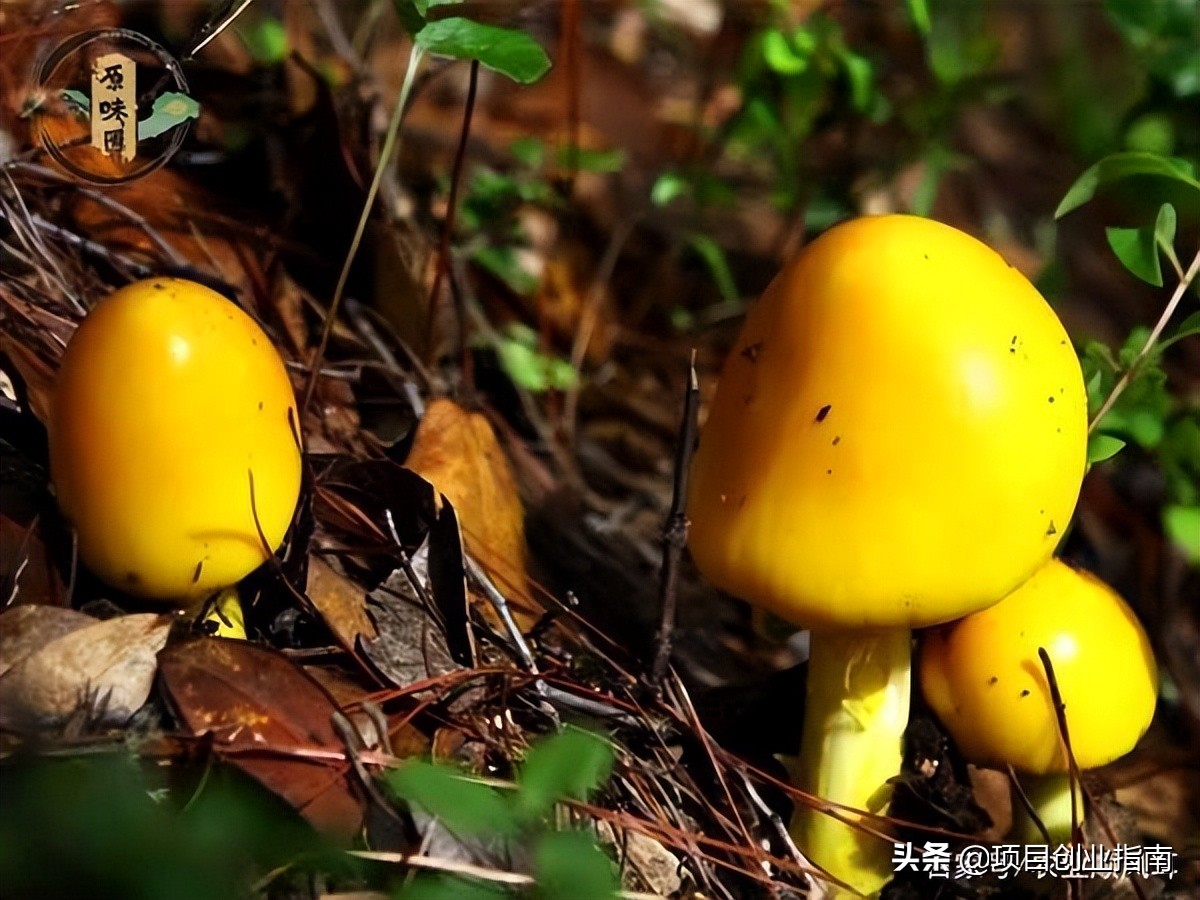 适合新手的赚钱小生意创业,创业小生意最赚钱的行业