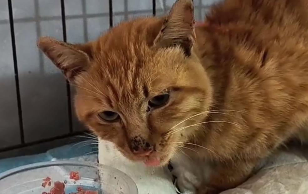 被烧焦了的猫流浪猫,流浪猫伤口上长蛆了怎么办