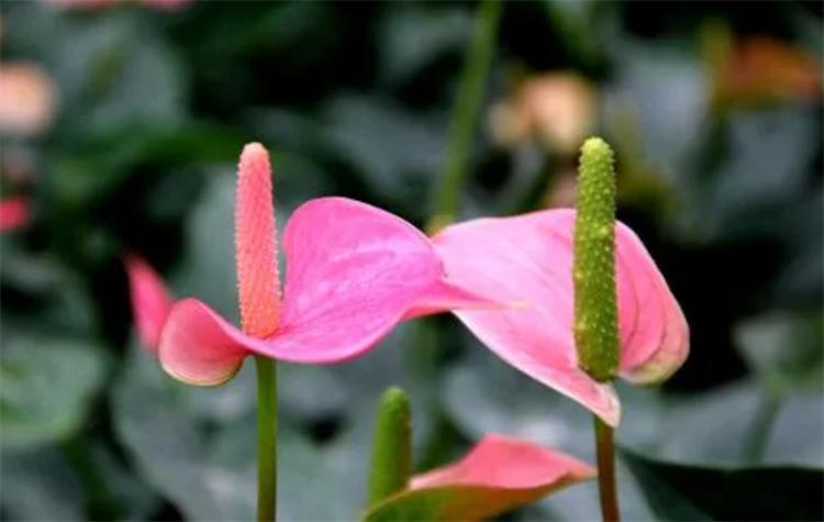 粉掌花变黑是怎么了,粉掌的叶子变绿是什么原因