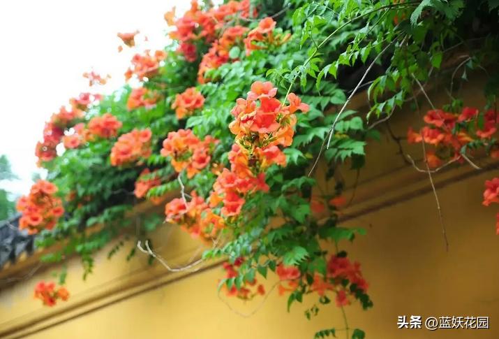 夏季开花的兰花品种有哪些,最适合室内养的8种开花植物