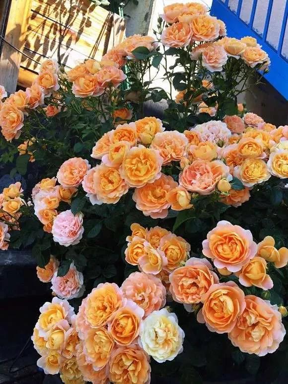 月季品种醉花,月季品种大全及图片欣赏