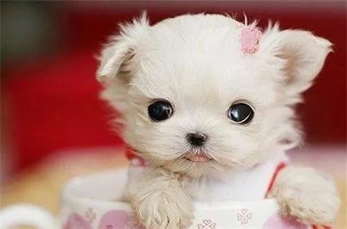 茶杯犬的来历很惨的不建议养,畸形约克夏梗茶杯犬