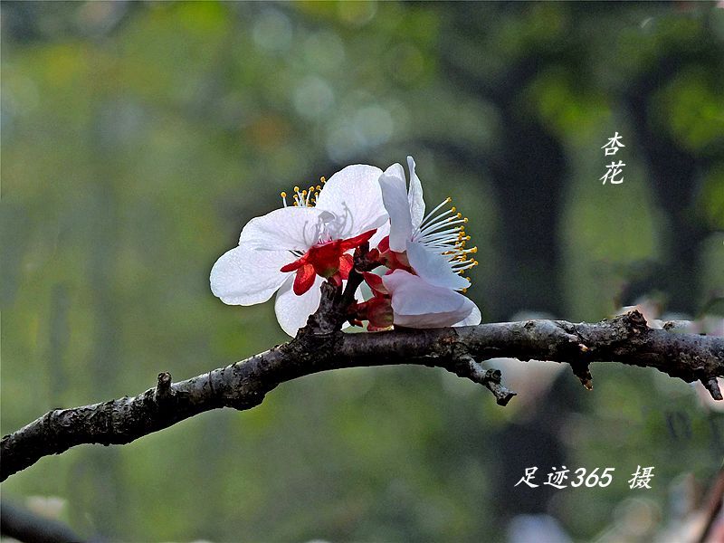 又见玉兰、杏花不一样的拍法