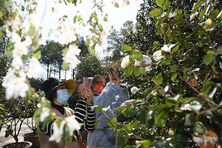一月山茶花哪个地区最美,赏花山茶花