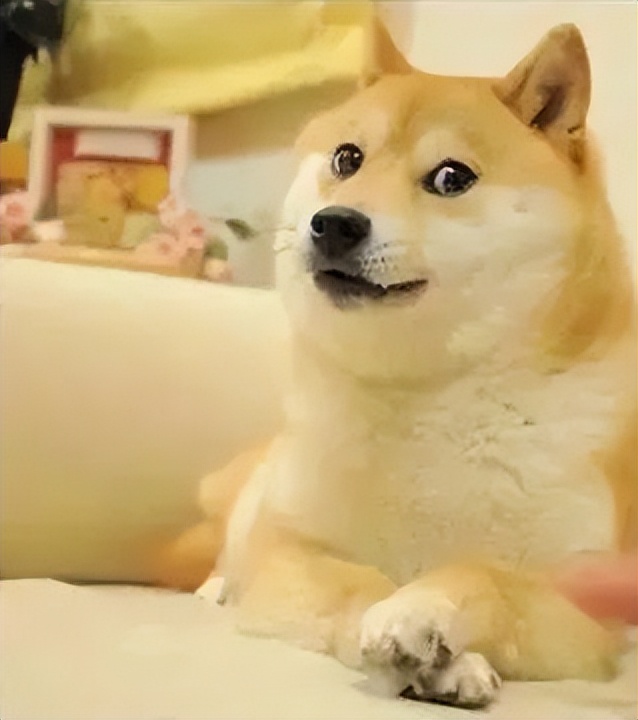 腾讯微信有新“狗头”表情了?这设计有点欠揍