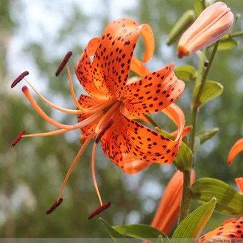 绽放的百合花,绽放的百合花32