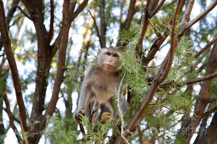 母猴打死猴宝宝,母猴暴打猴子幼崽