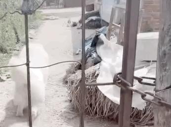 趁主人不在家，萨摩耶把酒桶咬烂，咕噜咕噜喝醉了