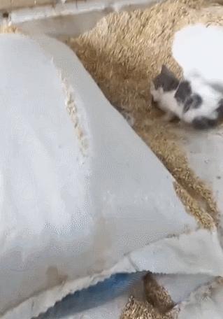 毕业季即将来临,毕业季小猫