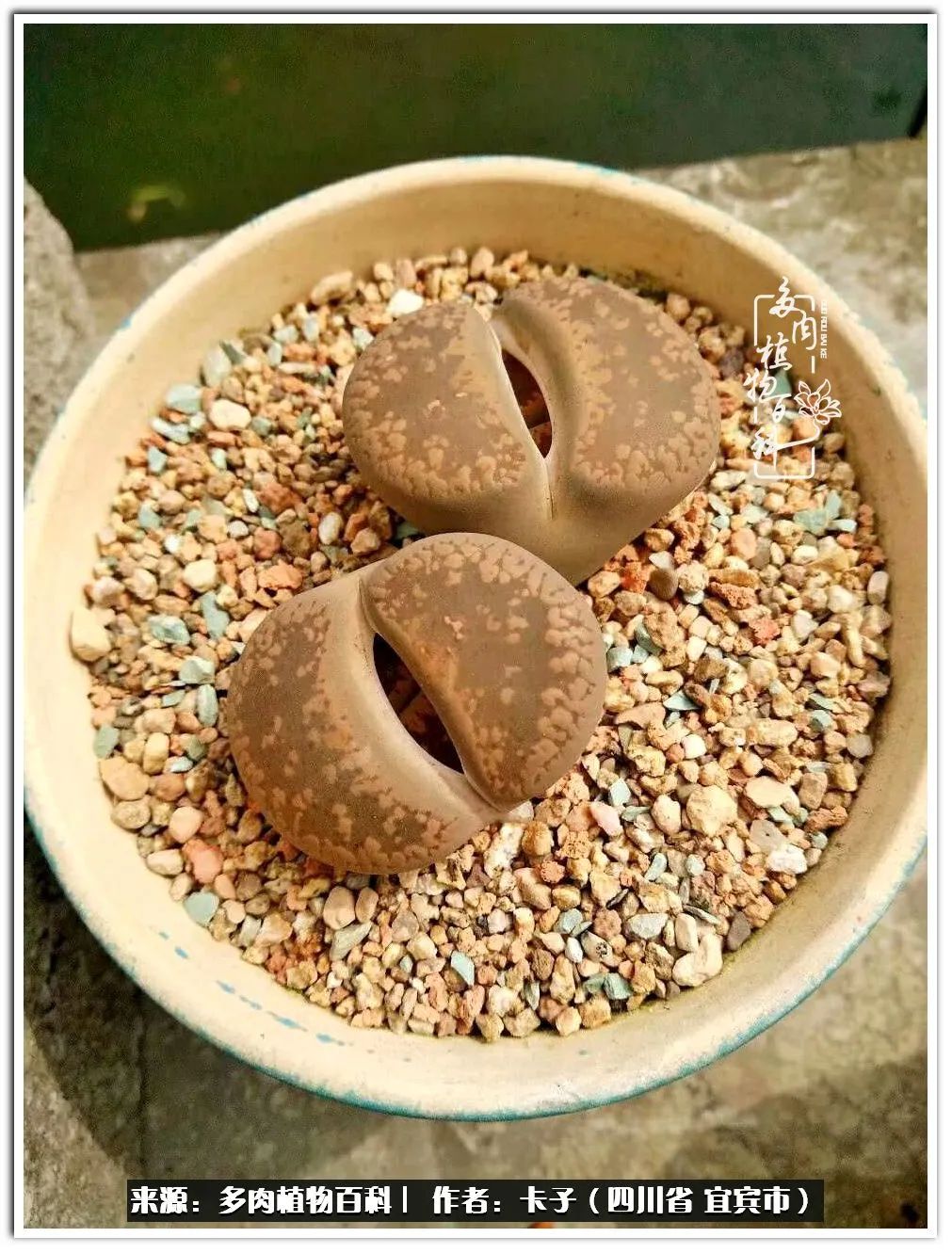 送我一轮明月文案,送我一轮明月