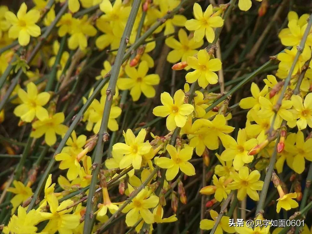 野迎春与迎春花的区别,迎春花和野迎春