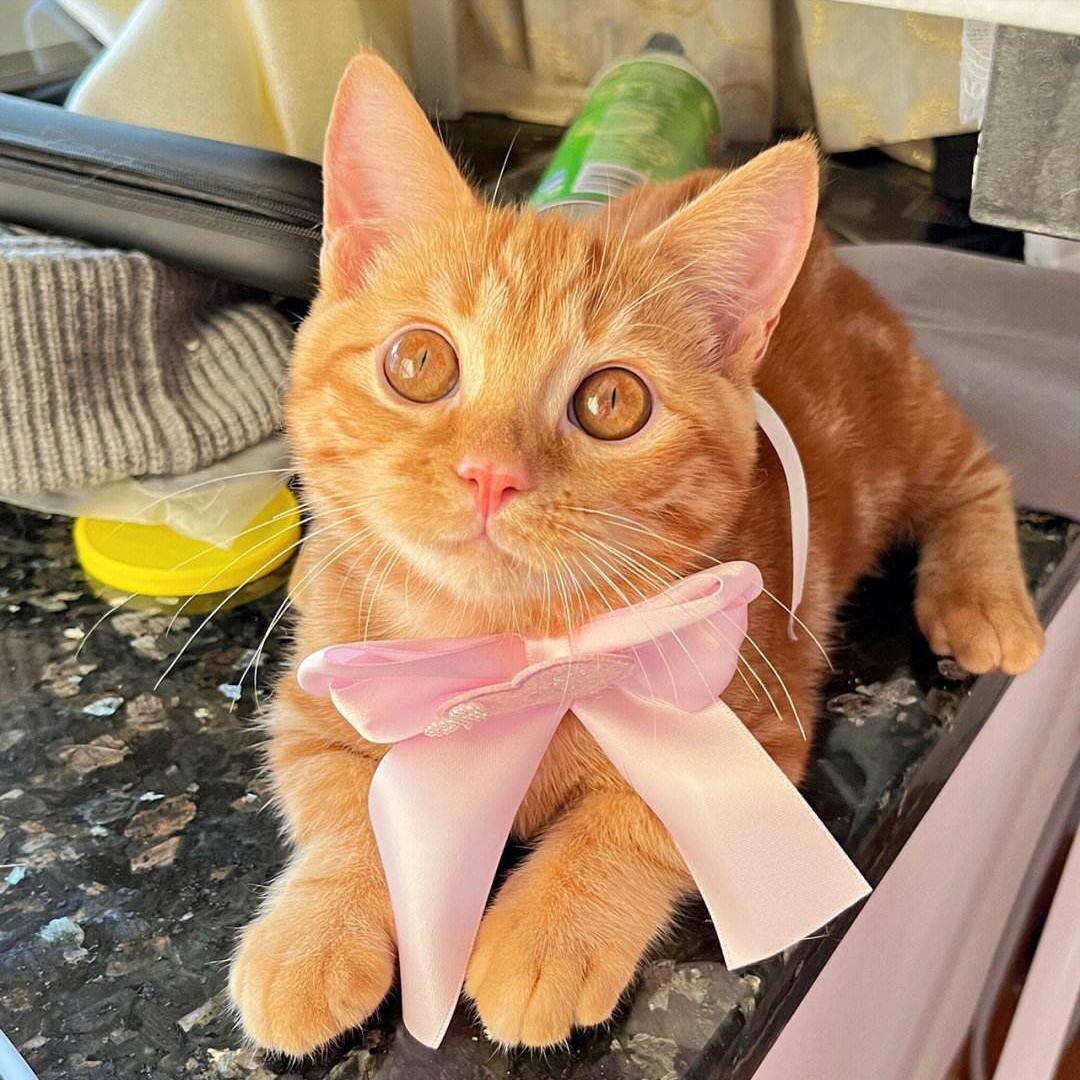 这种猫弃养率很高饲养需谨慎,新手养猫不建议养这四种猫