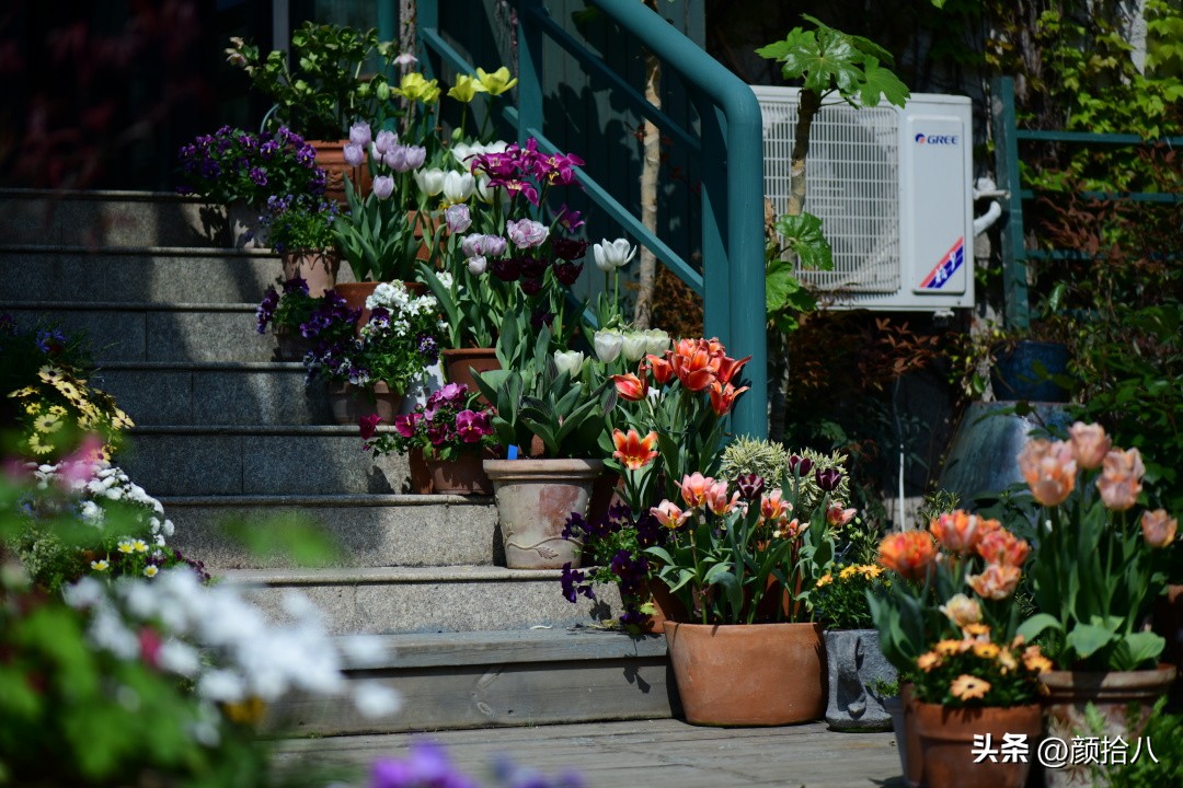 河马花园最耐阴植物,最漂亮的花园里的郁金香