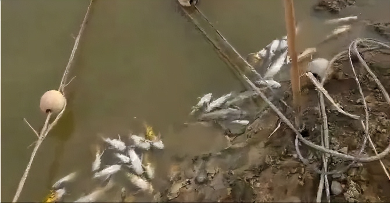 鱼塘寄生虫杀灭方法,鱼塘寄生虫病防治