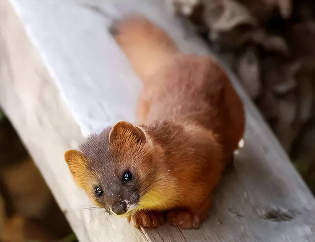 黄鼠狼不能打什么原因,为什么黄鼠狼到人家不能打