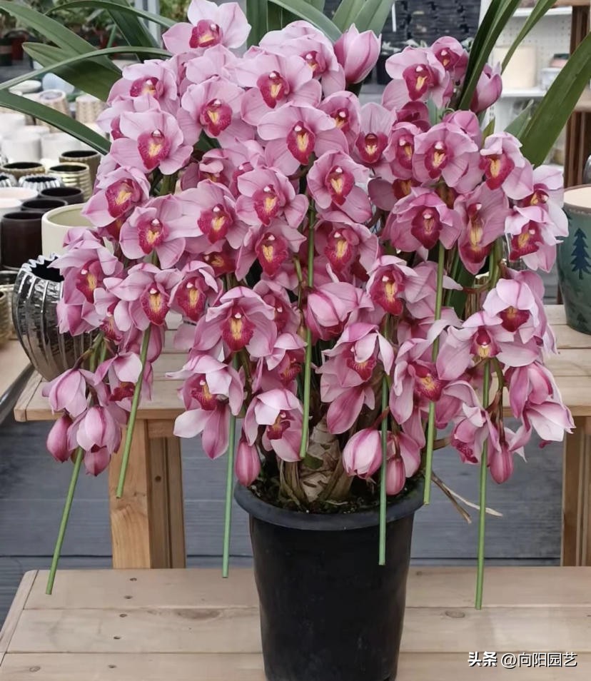 十大最省钱年宵花,最有面的年宵花