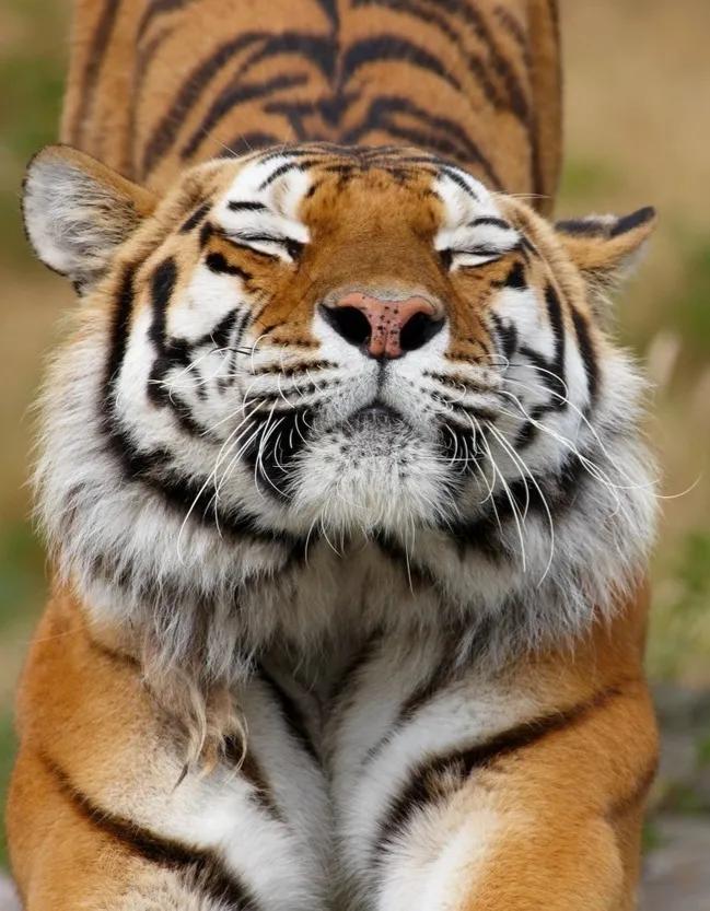 带虎的成语50个,带虎的简单成语200个