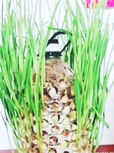 阳台种菜小葱香菜,白露以后种植小葱大蒜和香菜