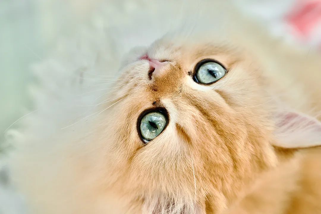 猫都撸撸撸秃了，开宠物店赚钱吗？调研了200家店的业内人这样说