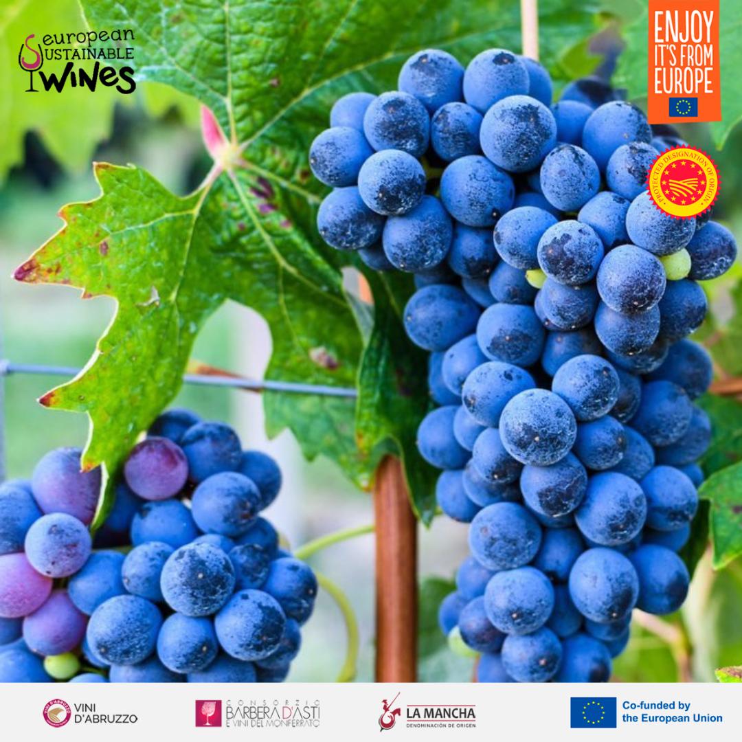 时尚媒体|亚欧可持续葡萄酒计划圆满结束|广州时尚媒体集团传媒