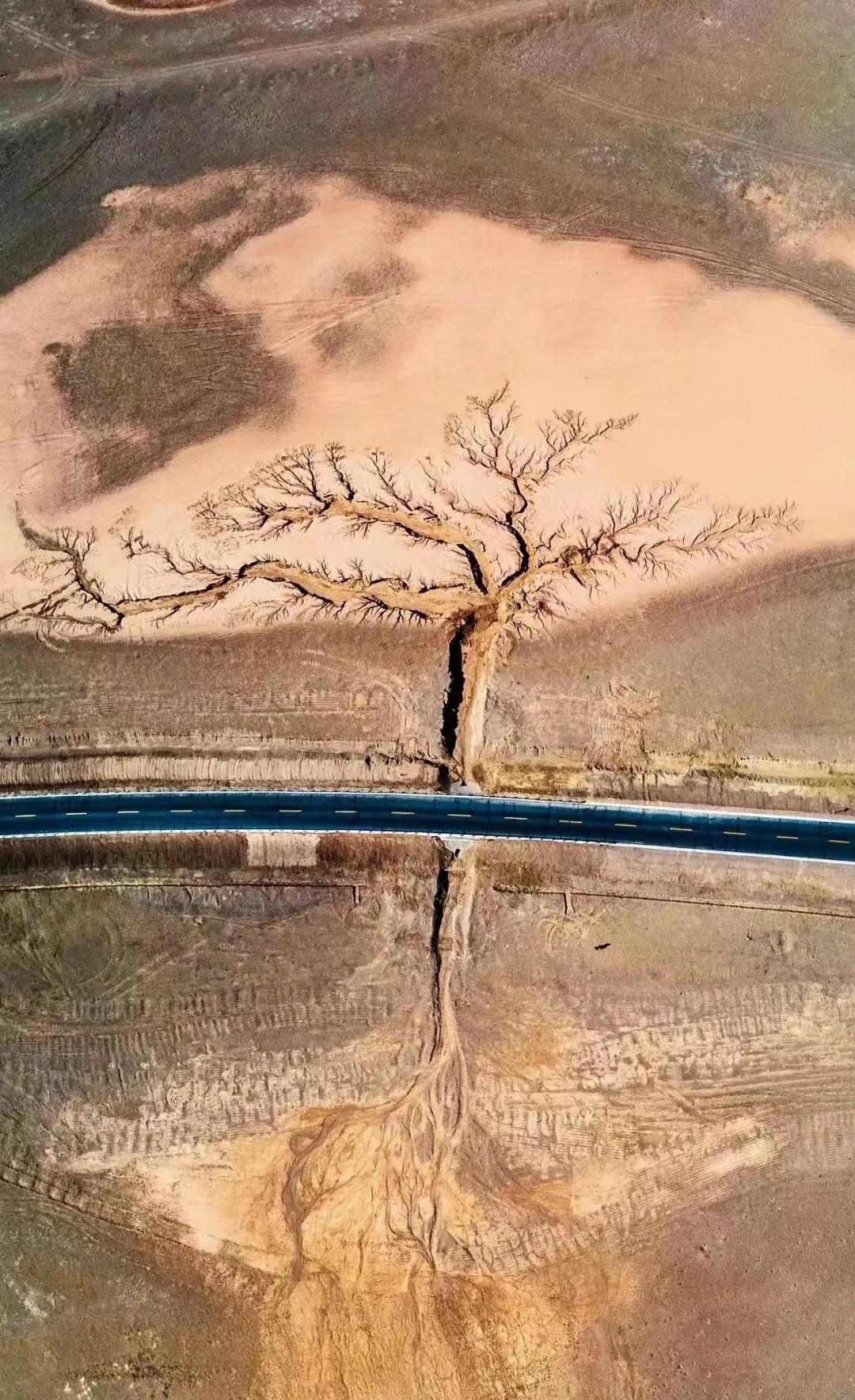 藏西的风景,西藏最美的树