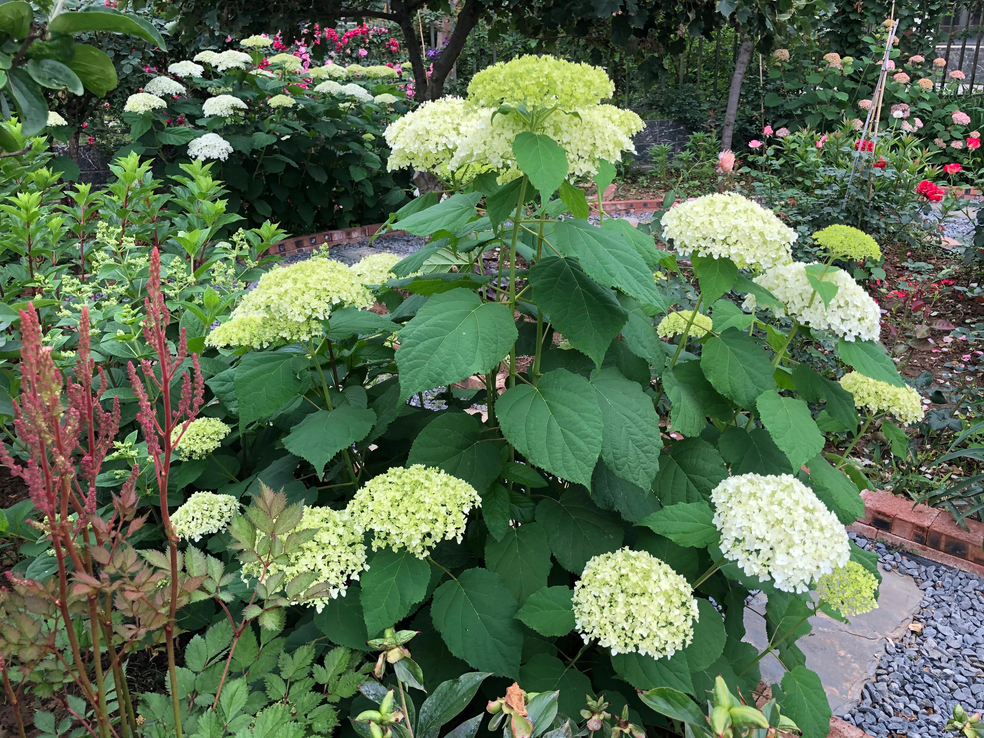 我在花园里种下种子,我在花园里种一棵小树