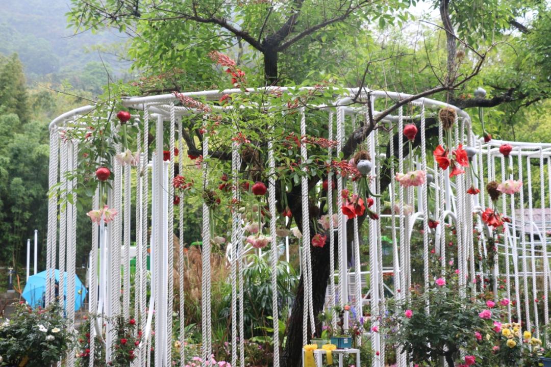 客单价高的绿植,最流行的球根花卉