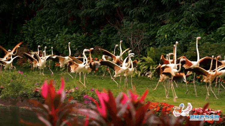 2020年春节长隆旅游攻略,11月广州长隆旅游攻略