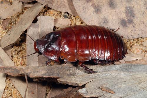 昆虫里的霸王有哪些,昆虫界的大力士有哪些