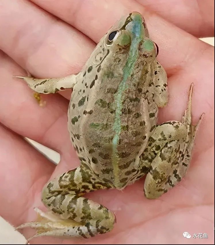 蛙歪头病：黑斑蛙歪头病病原米尔伊丽莎白菌分离、鉴定及特性分析