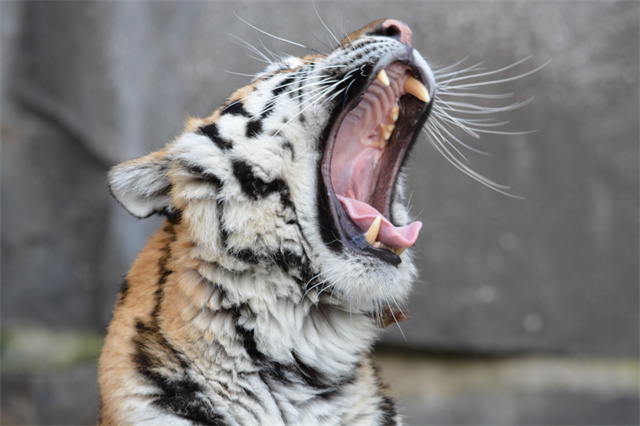 声波的威力可以震碎,次声波武器声强180db杀伤力