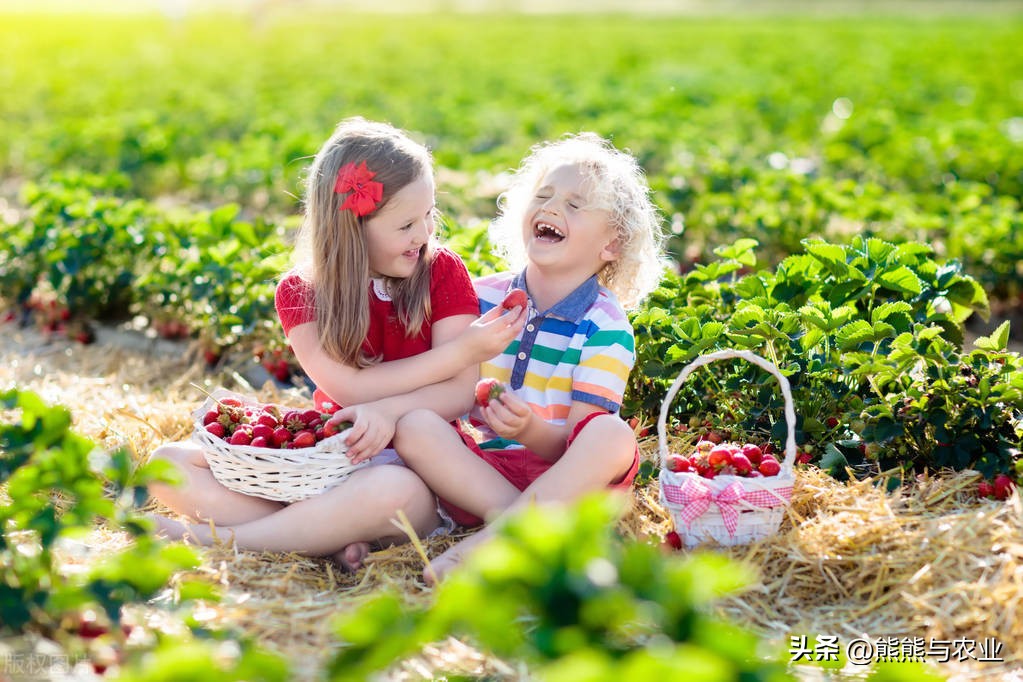 露天草莓种植视频播放,露天草莓种植方法