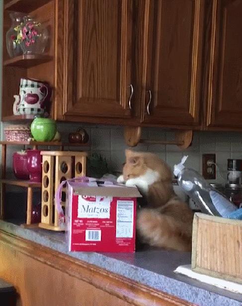 据说养猫超过3年，铲屎官都会变成神经病？