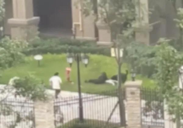 女童被狗撕咬伤情进展,女童被大狗撕咬伤情