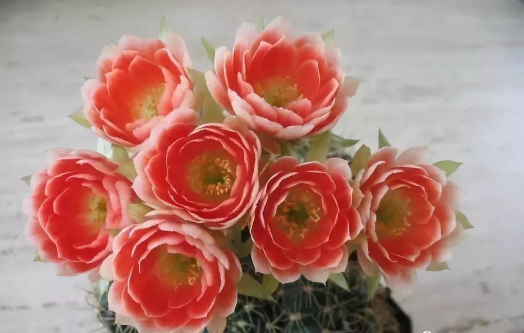 200种·仙人球开花图鉴，大开眼界，美到爆