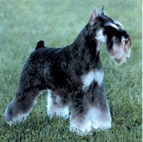 100多种名犬图片大全大图高清,100多种名犬图片大全大图