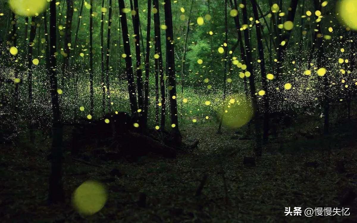 描写萤火虫的著名诗句,萤火虫诗句大全