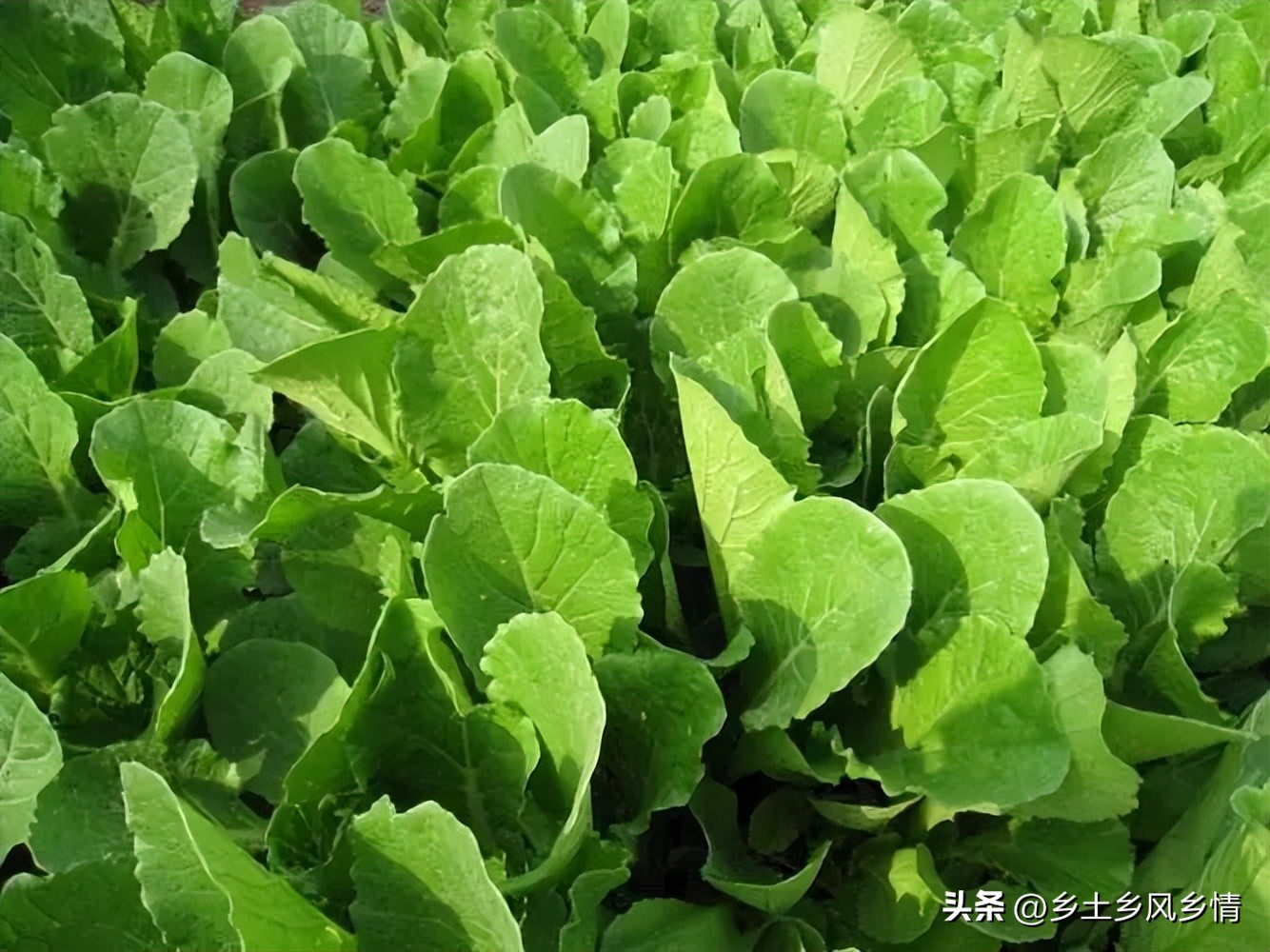 小白菜虫害最佳防治方法,小白菜虫害用白醋兑水喷是真的吗