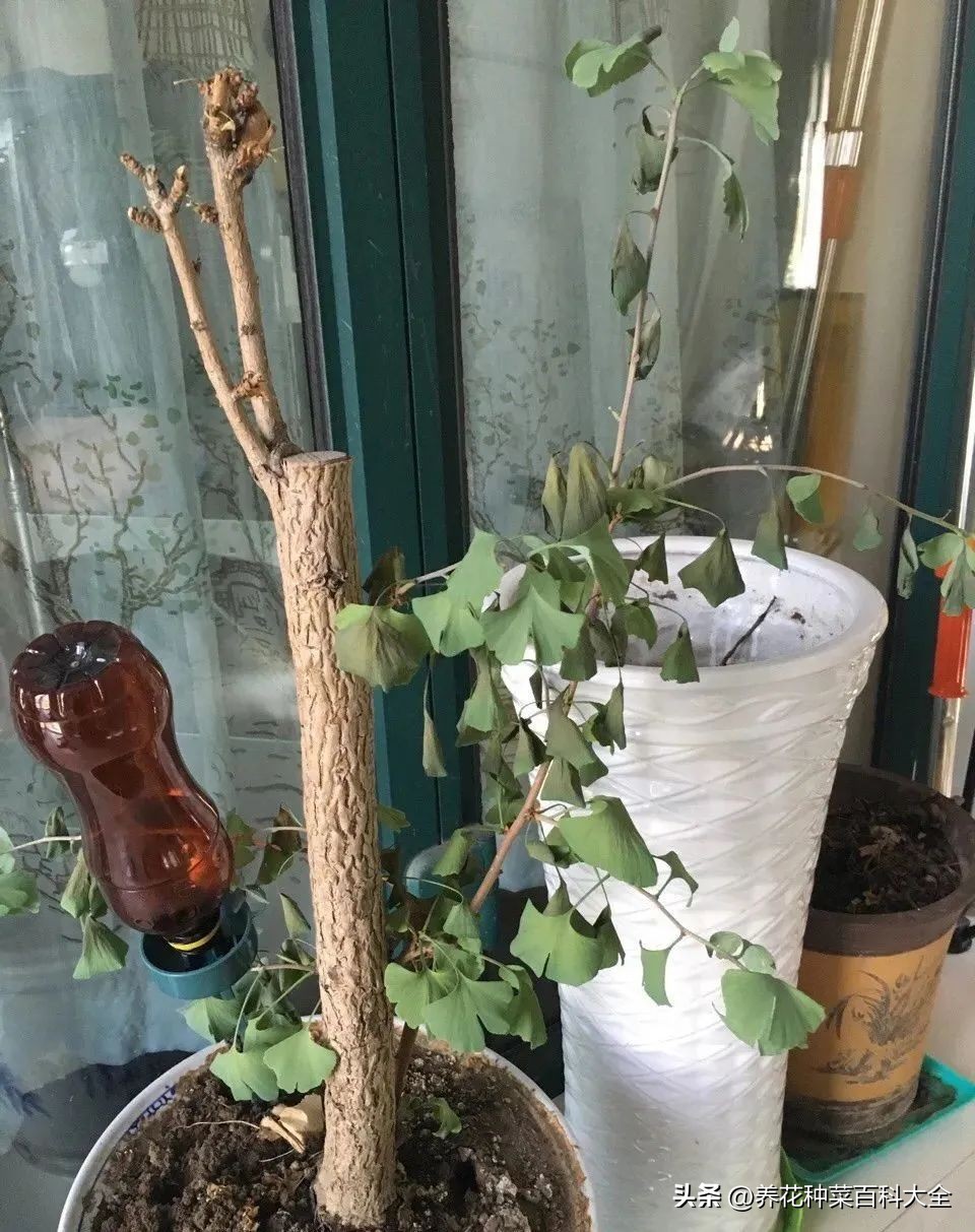 夏天如何拯救晒伤的花卉,太阳暴晒花卉怎么办