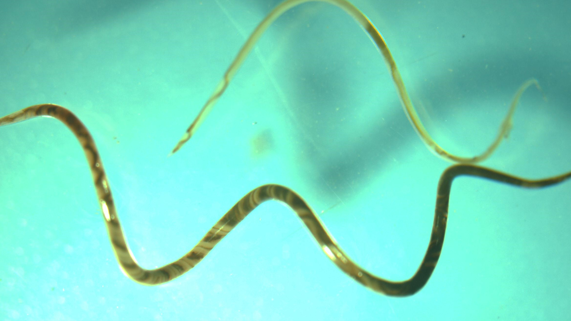 福寿螺的天敌是哪些,福寿螺的天敌都有哪些