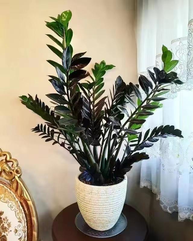 摆放客厅十种最旺气的花,家中客厅财位摆放什么最招财聚财