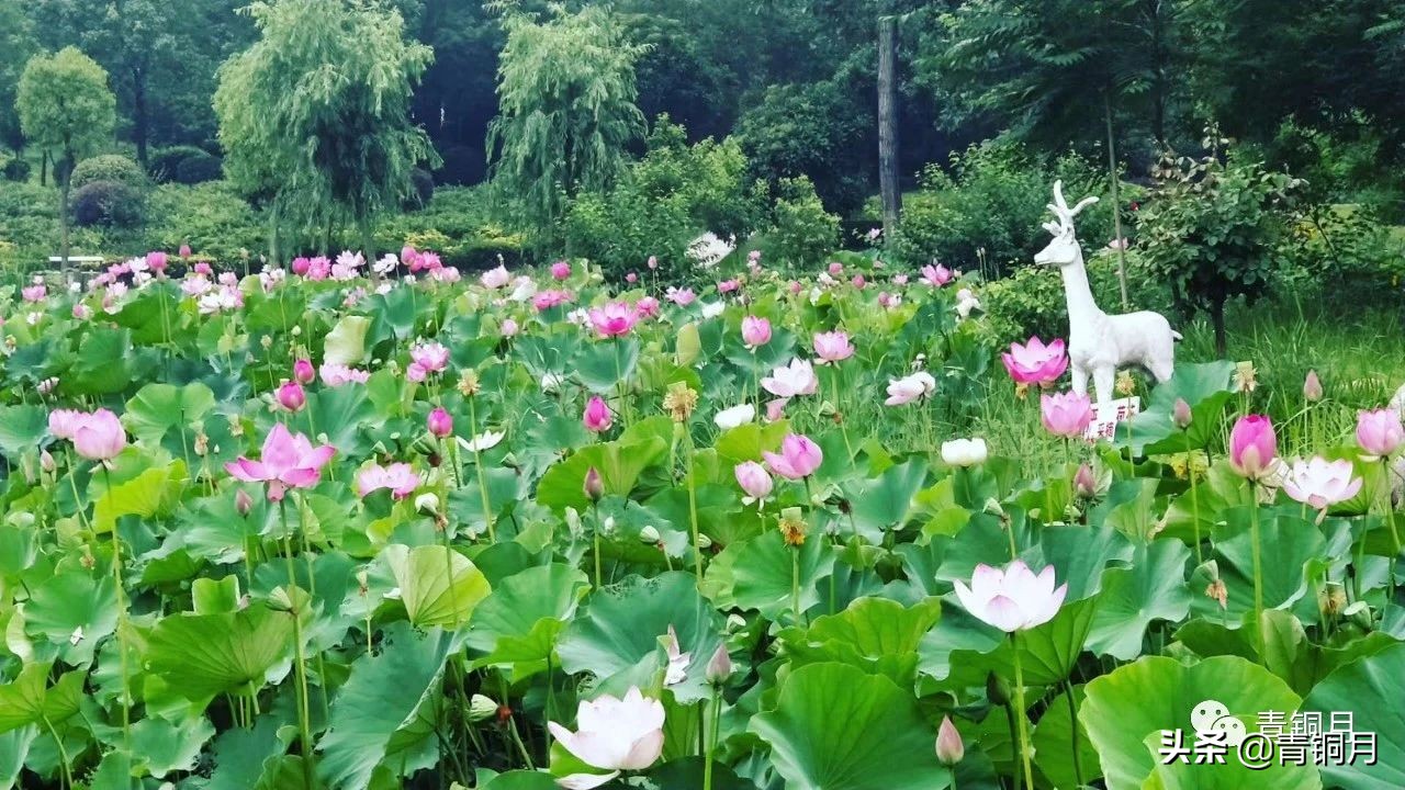 红楼梦三十七回精读,解密红楼梦第三十六回