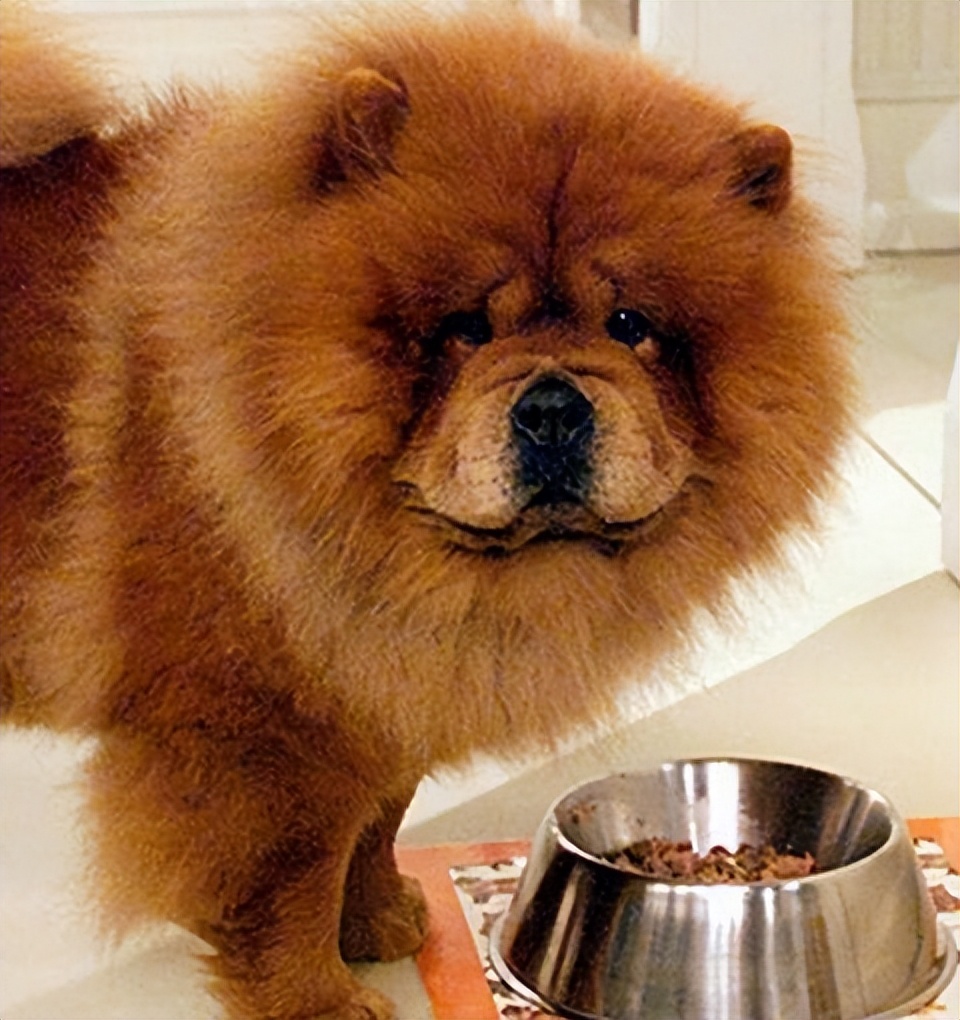 松狮犬白送都不养，太难“驾驭”了