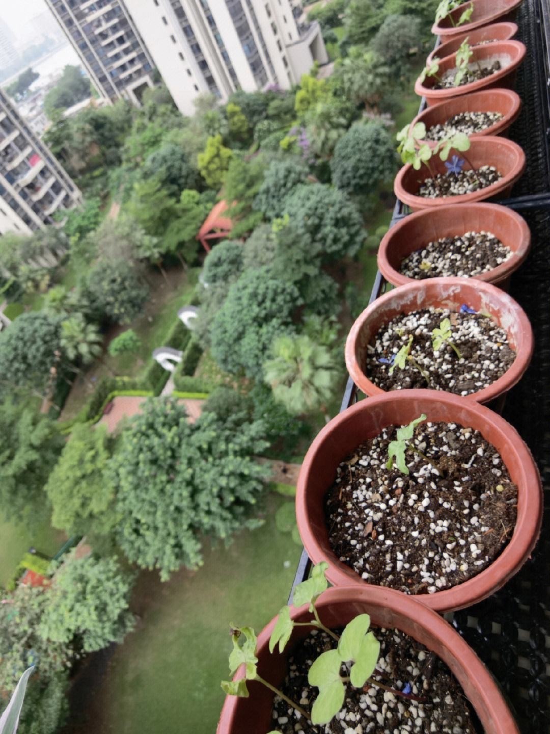 5种漂亮花四季开花,4种漂亮花好养易活